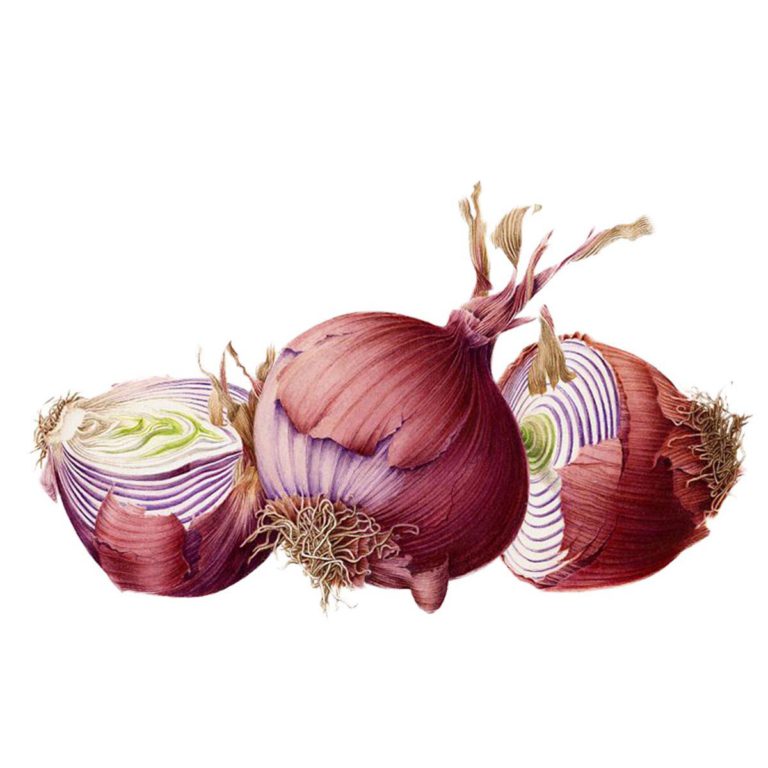 Onion
