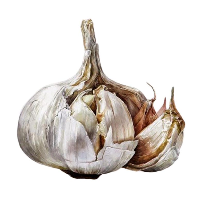 Garlic