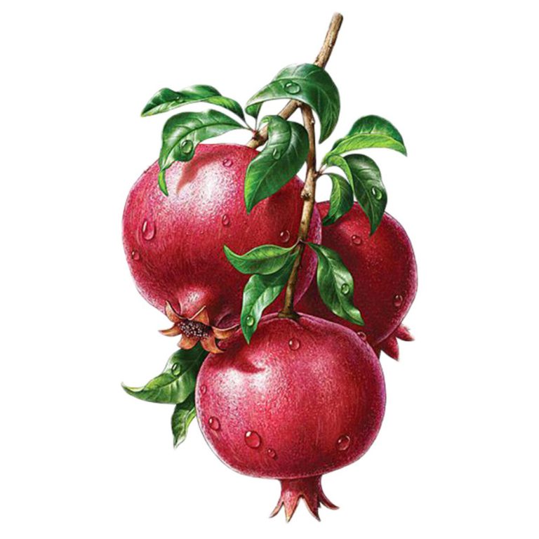 Pomegranate