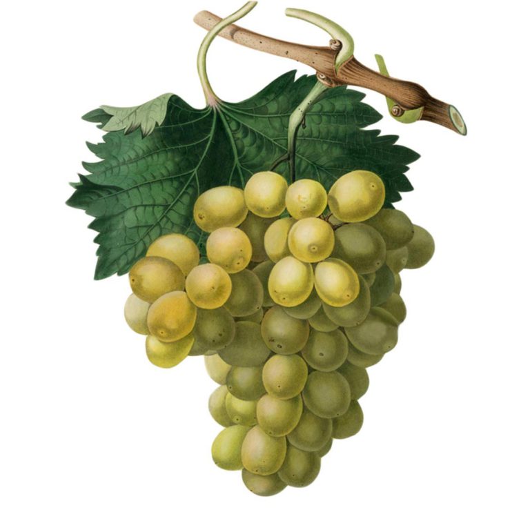 Grapes