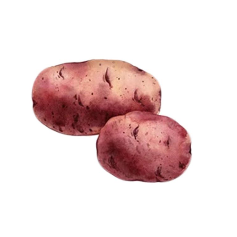 Potato