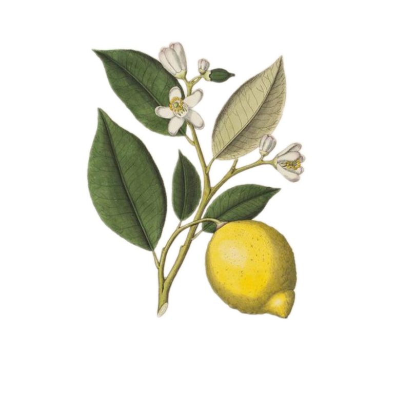 Lemon