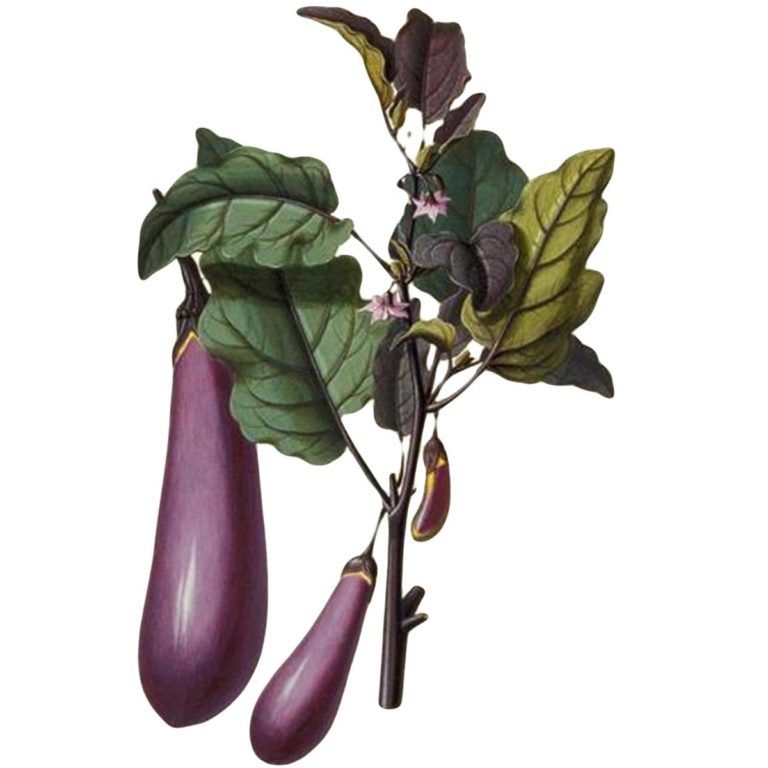 Eggplant