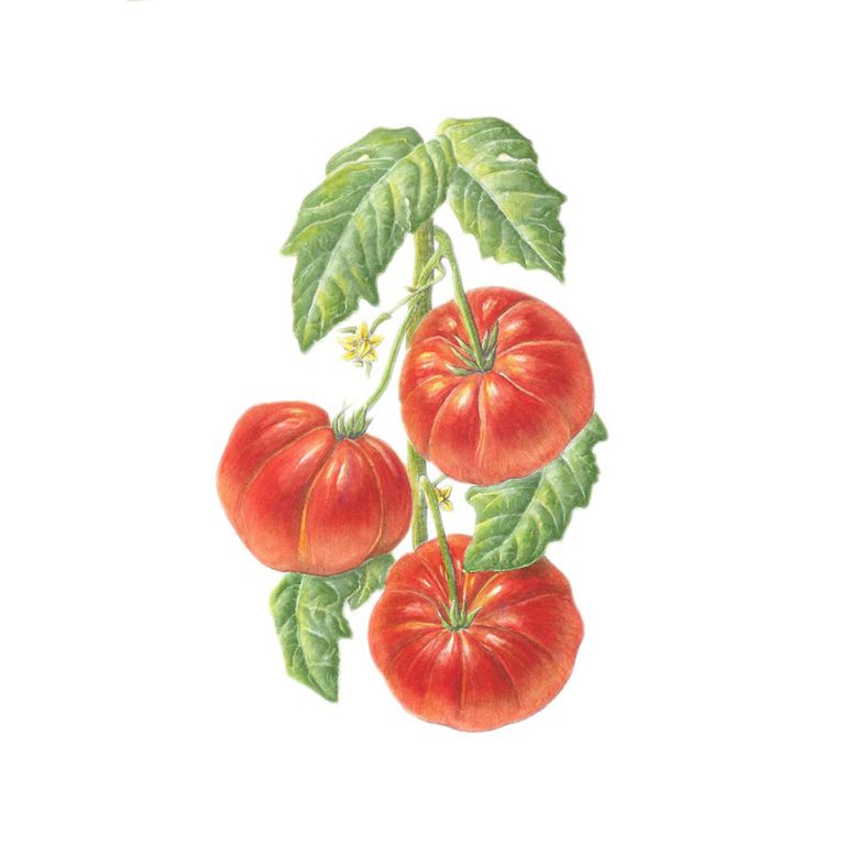 Tomato
