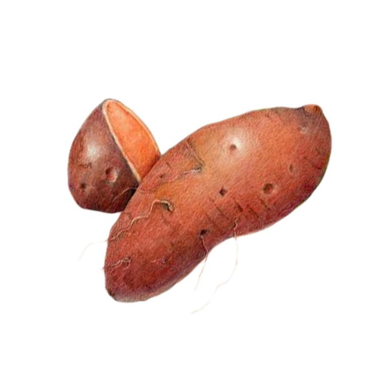 Sweet potato